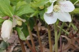 February Plant of the Month: Hellebore