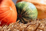 Preserving Pumpkins – How To Make Them Last