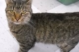Ash is a 2 yr old neutered male.