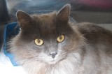 Dusty is a 1 year old male Domestic Long Hair Cat