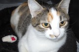 Ginger is a 2 yr old female