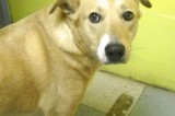 Butters 3 yr neutered male Shepard mix