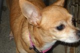 Chalupa is an 8 yr old spayed female Chihuahua