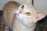 Creamsicle is a 6 mo old neutered male