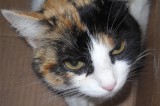 Grace is a 2 yr old spayed female