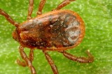 Record Number of Tickborne Diseases Reported in U.S. in 2017