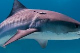 Sharks may be closer to the city than you think, new study finds