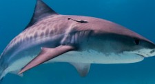 Shark bites tied for 10-year low in 2022 but spiked in regional hotspots