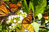When it Comes to Monarchs, Fall Migration Matters