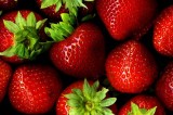 Strawberry Season Is Here and Farmers Are Ready