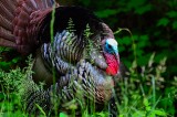 Wild Turkey Observation Turkey Survey Underway