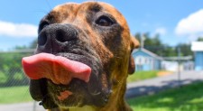 GIMME A KISS! – Today we’re putting the spotlight on Elijah. Our 2 year old Boxer/Plothound Mix who has been with us for 10 months now