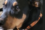 Canine Distemper Case Confirmed at Area Shelter
