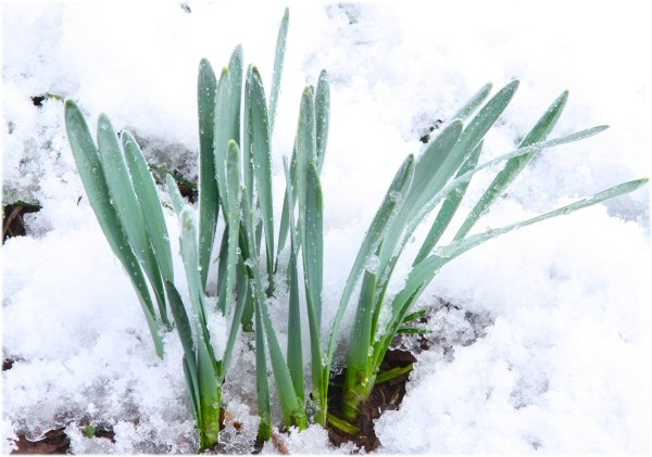 Early sprouting Daffodils caught in snow storm - Staff Photo by Jeff Depew