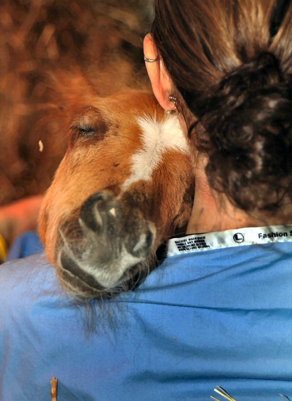 This foal received treatment at the UT Veterinary Medical Center’s new equine hospital.