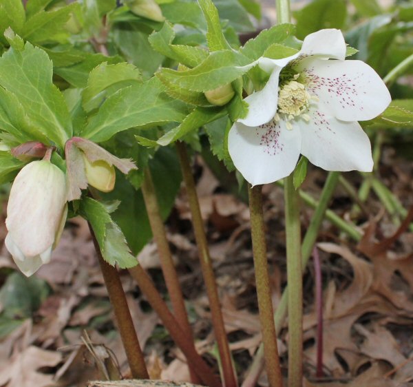 Hellebores, or Lenten Roses, are evergreen flowering plants that bloom when most plants are dormant. Photo by D. Stowell in the University of Tennessee Gardens in Knoxville.