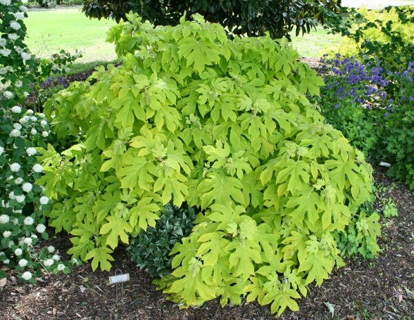 In April, the new foliage for the oakleaf hydrangea 'Little Honey' will emerge a luminescent yellow. It ages to a lovely chartreuse by midsummer.  Photo of a specimen in the UT Gardens, Jackson, by J. Reeves