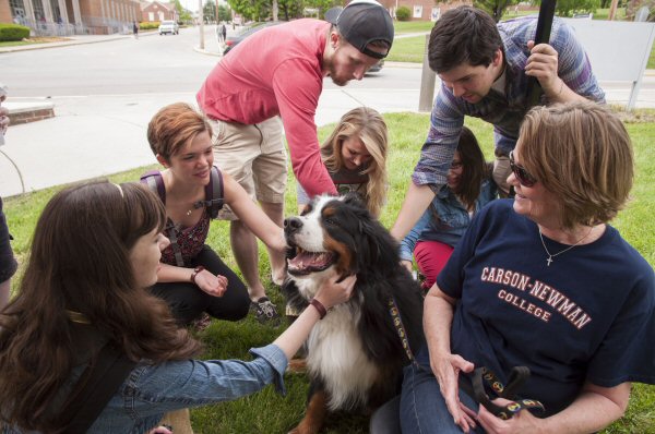 Carson-Newman students pet Mac, a Bernese Mountain Dog, during “Paws and Play” on Friday afternoon to relieve stress between finals. Pictured from left are Adria Bare, Sydney Myers, Ben Hardy, Lauren Sharpe, Brooke Fillmore, Cameron Harrell, and dog owner Marian Cox.