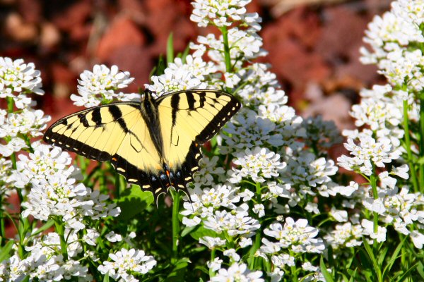 Tiger Swallowtail Butterfly - Staff Photo by Jeff Depew