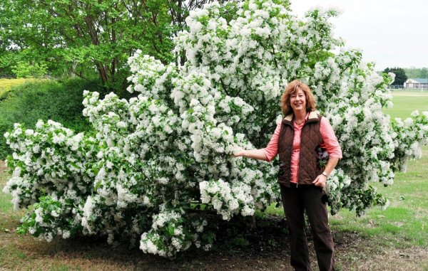 Carol Reese, UT Extension horticulture specialist, shows off the “snowy” blossoms of a Chinese fringetree (‘China Snow’) on the grounds of the West Tennessee AgResearch and Education Center in Jackson.