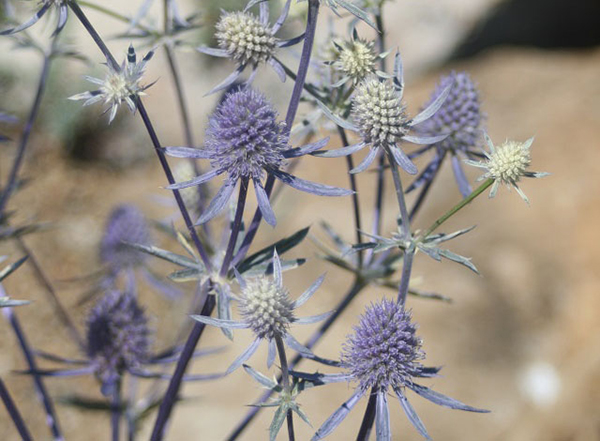 Eryngium, commonly known as sea holly or eryngo, can fit into every garden style from formal gardens to wildflower collections to rock gardens. Specimen shown is from the UT Gardens, Knoxville. Photo by B. Willis.