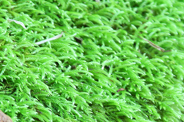 Mystery Pic 07082013