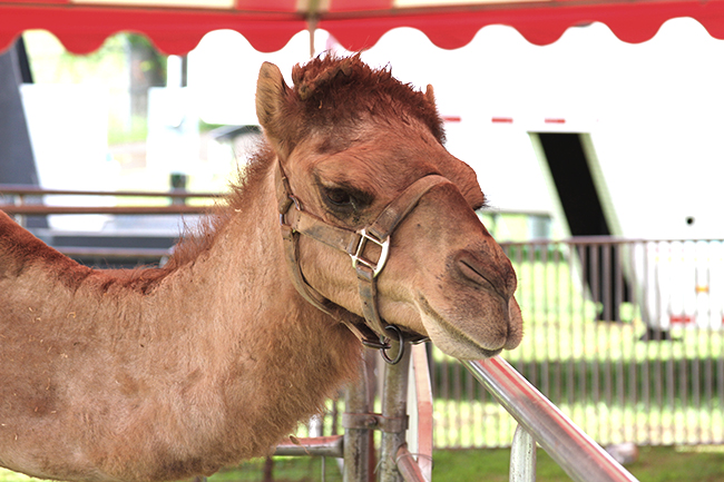 Dallas the Camel, Jefferson County Fair - Staff Photo by Jeff Depew
