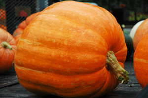 Included in this year's UT Institute of Agriculture Pumpkin Field Day is a special seminar on the best way to grow the biggest pumpkins, like this 'Atlantic Giant' specimen. Photo by G. Rowsey, UTIA