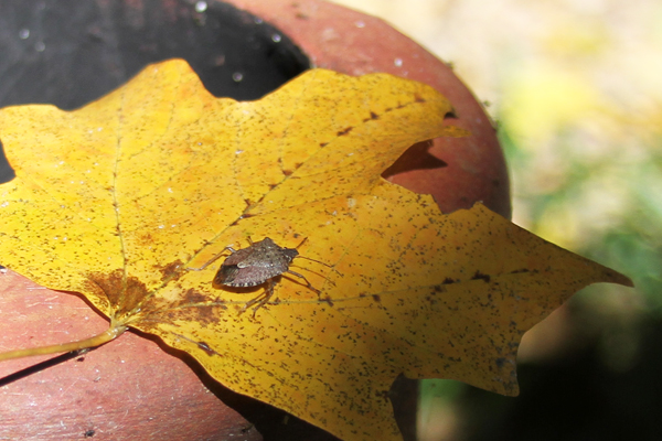 Stink Bug (Halyomorpha halys or the brown marmorated stink bug) - Staff Photo by Jeff Depew