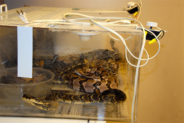 Venomous snakes seized by TWRA - Photo provided courtesy of TWRA