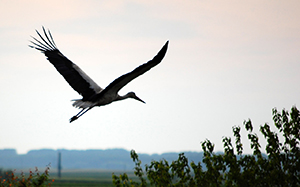 Flying Stork 300 12302013