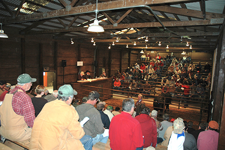The University of Tennessee Senior Bull Test Sale will take place on Thursday, January 23, at noon CST at the Middle Tennessee AgResearch and Education Center in Spring Hill.  Tele-video sites for the sale will be open in Knoxville and Greeneville. Photo courtesy UTIA.