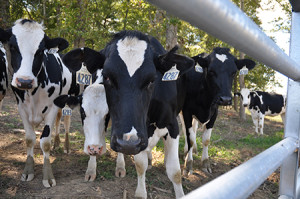 Beginning in January 2014, UT Extension will be offering Master Dairy Producer training for the state’s dairy operators. Photo by D. Edlund, UTIA.