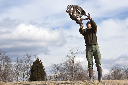 Wildlife Manager Keith Thomas releases a three-year-old male Golden Eagle that was trapped on Hatfield Knob in the North Cumberland WMA during February of 2013.  The eagle is being tracked and is currently around Green River Lake near Louisville, KY.