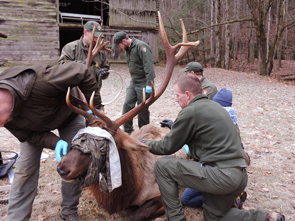 Park biologists working to place radio collar on tranquilized elk in Cataloochee Valley