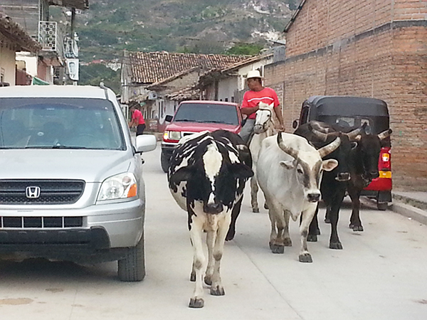 Cows in Street