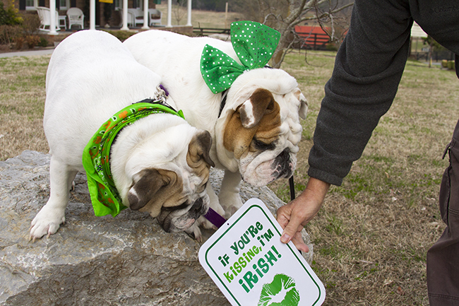 Tinsley & Higgins ready for St. Patrick's DayStaff Photo by Jeff Depew