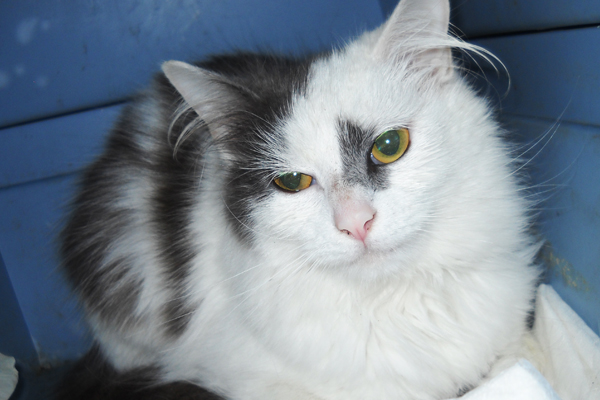 Pebbles Humane Society of Jefferson County 05142014