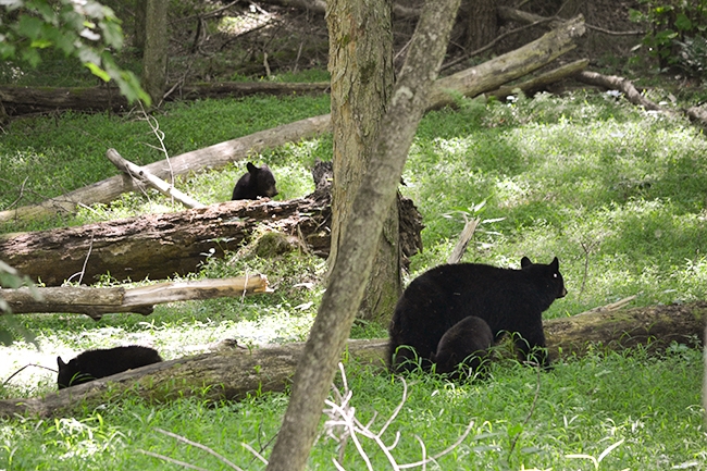 Mother Black Bear and her cubs in Cades Cove, Great Smoky Mountain National ParkStaff Photo by Sara May
