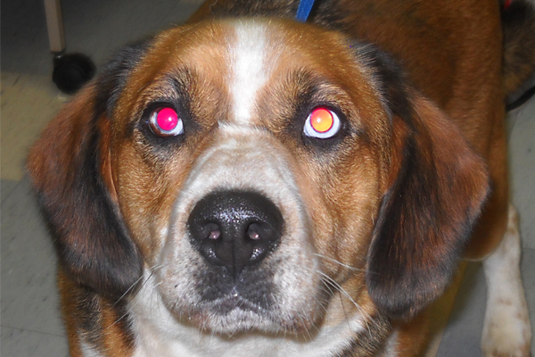 Kayden is a two-year-old neutered male Beagle Mix, and is adoptable for $75.