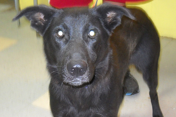 Ellie  is a 2 yr old spayed female Lab mix. She is available for a $75 adoption fee