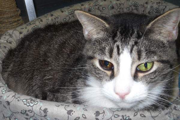 Dante is a 14 yr old neutered male