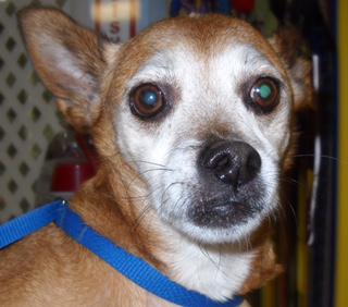 Avery is an 8 yr old neutered male Chihuahua/Terrier mix