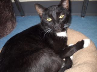 Snickers is a 2-1/2 yr old neutered male