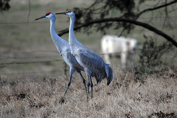 The Tennessee Sandhill Crane Festival will be held Jan. 17-18 at the Hiwassee Refuge and in the community of Birchwood. It is the 24th anniversary of the event.Tennessee Wildlife Resources Agency