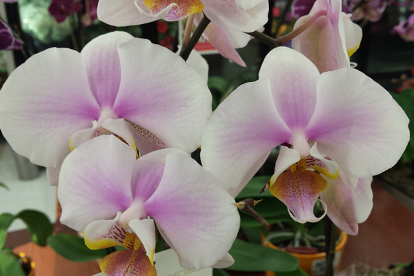 The phalaenopsis, or moth orchid, is a favorite gift orchid and is readily available in supermarkets and garden centers. It comes in a variety of colors and exotic patterns, and with care the long-lived blooms can be enjoyed for weeks. Photo by P. McDaniels, courtesy UTIA.