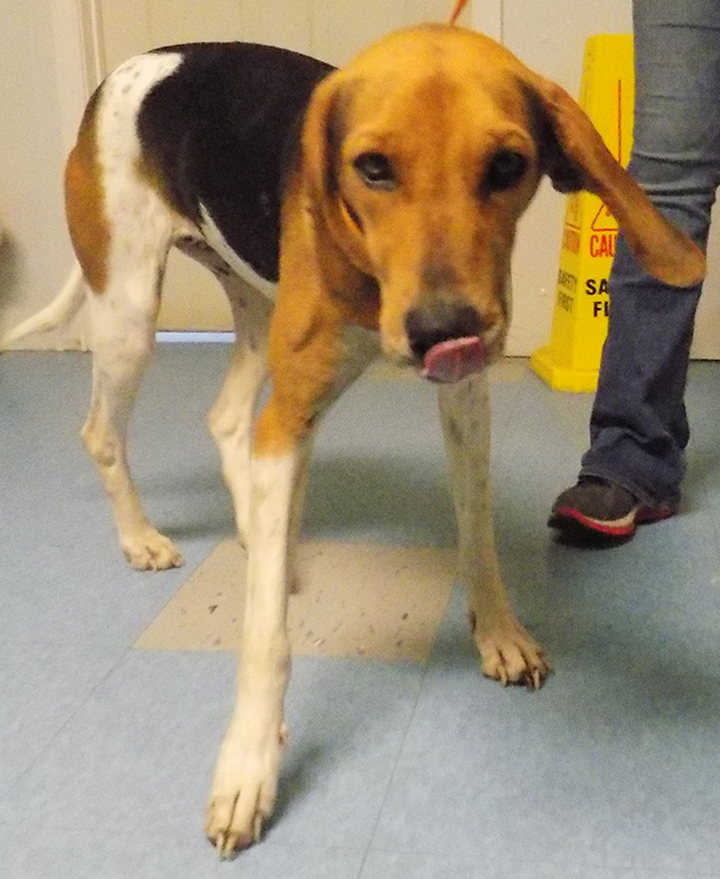 Patty is a 4-month-old female Hound mix. She is a very mild mannered and sweet girl; however, she needs a home with NO chickens!