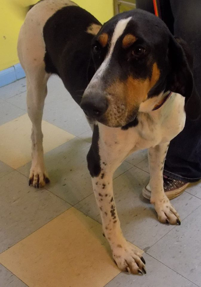 Balboa is a 4 yr old male Hound mix. He can be adopted for $100.