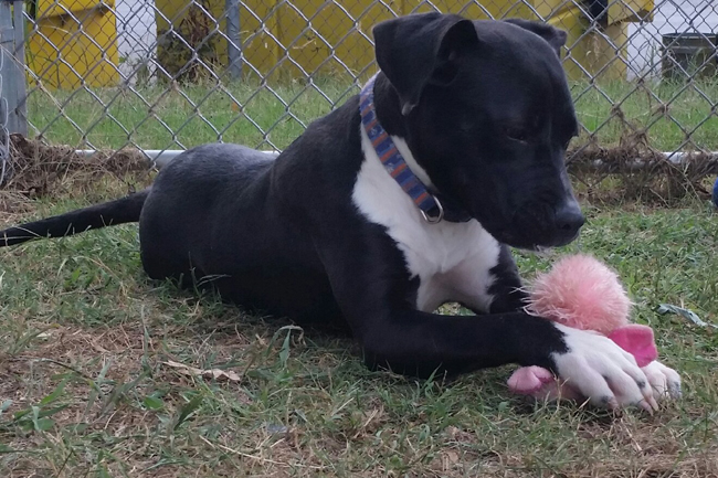 Bunny is an 8-month-old Pitt mix. She has been spayed and has been at the shelter since she was 6 months old. Bunny has a lot of energy and loves toys. She would do best in a home with a fenced in yard and lots to do.