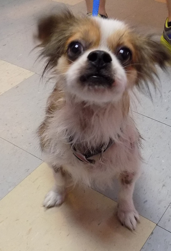 Carlee is a 3 yr old Chihuahua/terrier mix. She is a very happy-go-lucky girl and loves everyone! She does have some hair loss that would need to be evaluated. Carlee's adoption fee is $75